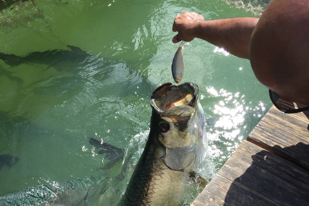 Episode 39: Santosh Hari Directs Transitions